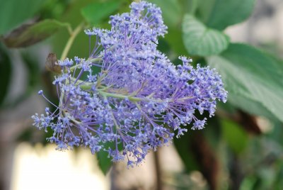 Ceanothus arboreus 'Trewithen Blue' - latnatec stromovitý 'Trewithen Blue' (zpododěr) - detail květenství (2)